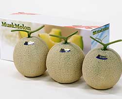 マスクメロン3玉入り(1.4kg)<p>※ご注文から約1週間~10日での<p>お届けとなります。