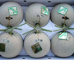 マスクメロン6玉入り(1.4kg)<p>※ご注文から約1週間~10日での<p>お届けとなります。