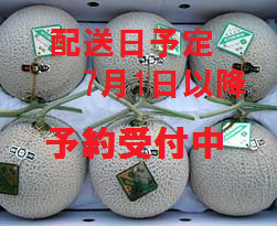 【6月上旬予約開始】<p>マスクメロン6玉入り(1.4kg)